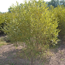 Ива ломкая шаровидная (Salix fragilis f. sphaerica)