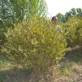 Ива ломкая шаровидная (Salix fragilis f. sphaerica)