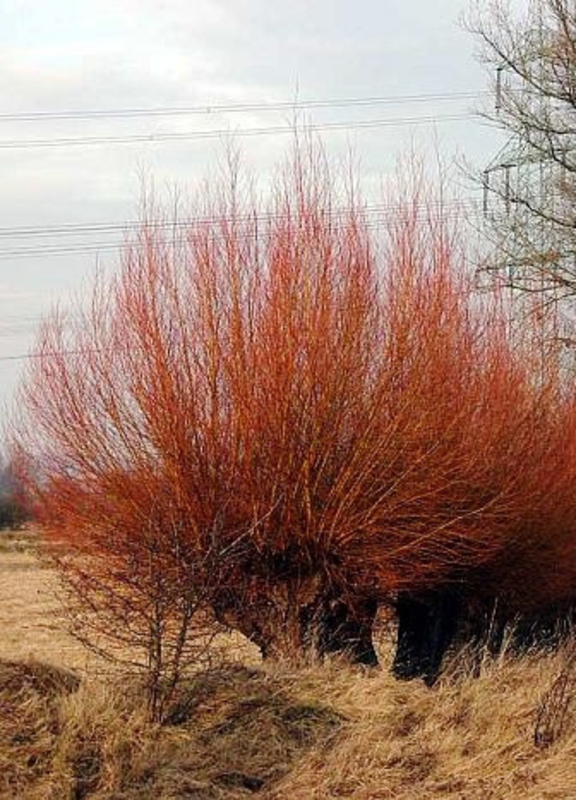 Ива белая Чермезина (Salix alba 'Chermesina') (кустовая)