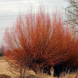 Ива белая Чермезина (Salix alba 'Chermesina') (кустовая)