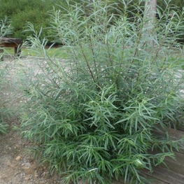 Ива розмаринолистная (Salix rosmarinifolia)