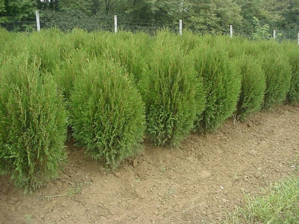 Туя западная Вагнери (Thuja occidentalis 'Wagneri')