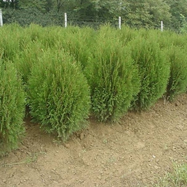 Туя западная Вагнери (Thuja occidentalis 'Wagneri')