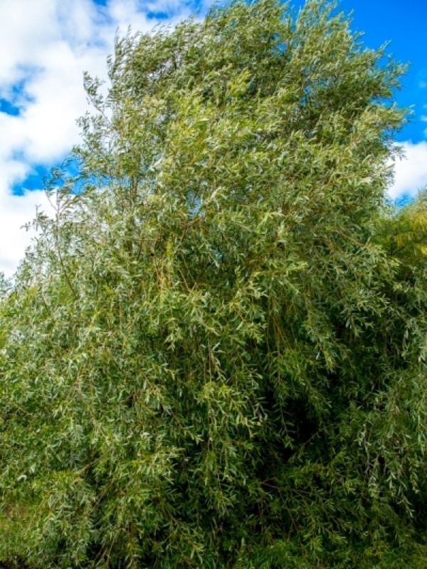 Ива Памяти Бажова (Salix 'Pamjati Bazhova')