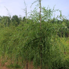 Ива Свердловская Плакучая (Salix 'Sverdlovskaja Plakutschaja')