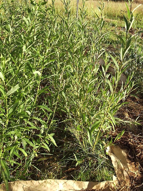 Ива белая Виттелина (Salix alba 'Vitellina')