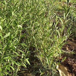 Ива белая Виттелина (Salix alba 'Vitellina')
