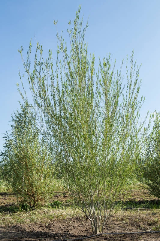 Ива Ледебура Пендула (Salix ledebouriana 'Pendula') Снежный шар