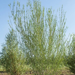Ива Ледебура Пендула (Salix ledebouriana 'Pendula') Снежный шар