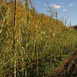 Ива гибридная Плакучий Гном (Salix 'Placutschii Gnom')