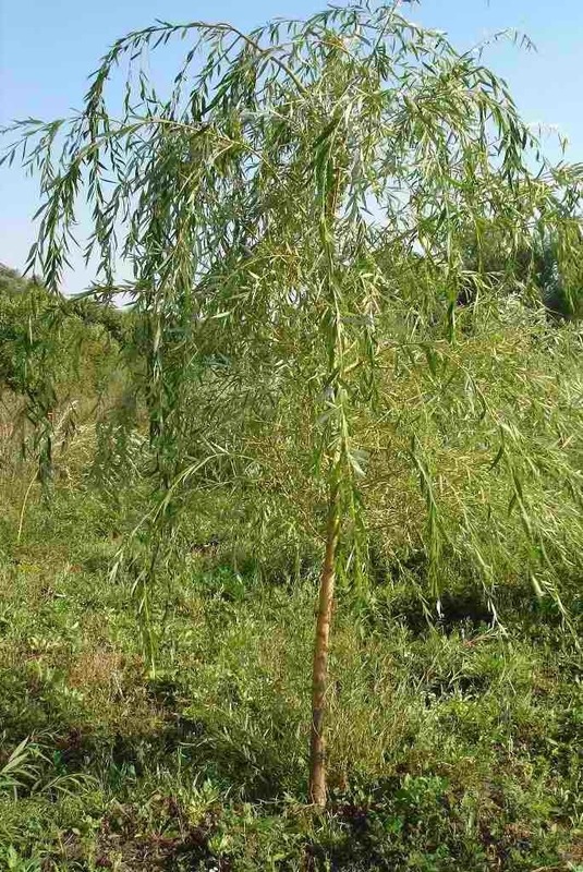 Ива гибридная Шатер (Salix 'Shater')