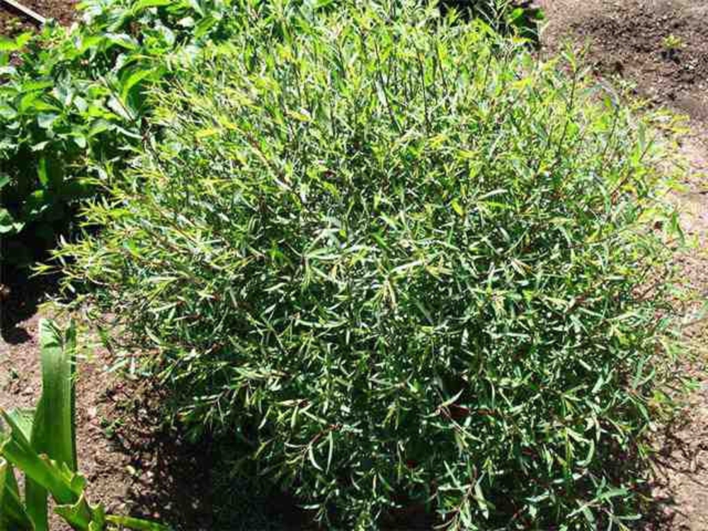 Ива Шаровидный карлик (Salix 'Sharovidnii Karlik')