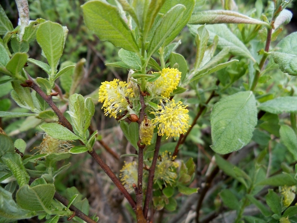 Ива Ушастая "Salix aurita"