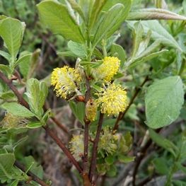 Ива Ушастая "Salix aurita"