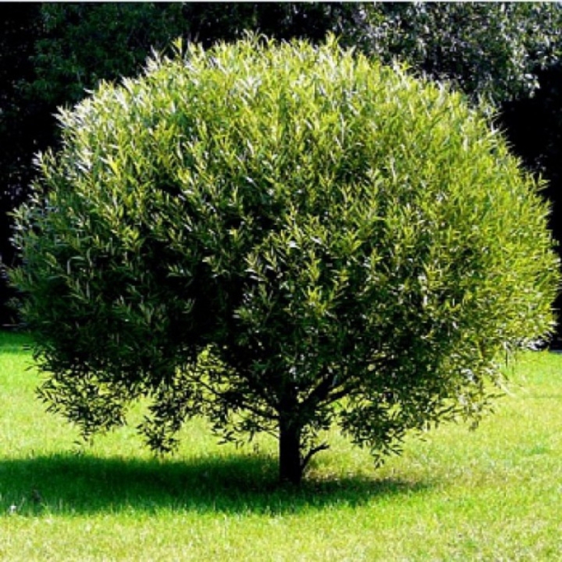 Ива белая Шаровидный Карлик (Salix alba 'Sharovidnii Karlik')