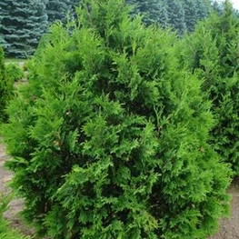Туя западная Вареана (Thuja occidentalis 'Wareana')