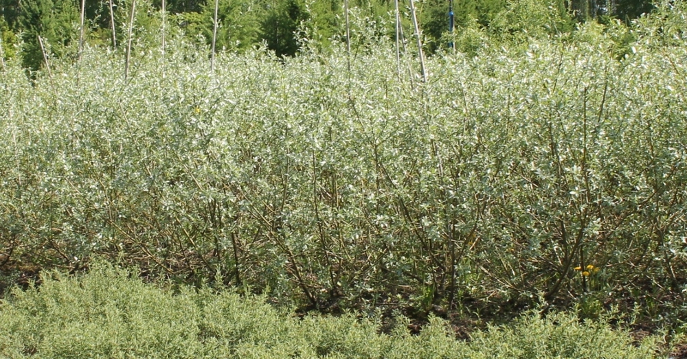 Ива Белая серебристая (Salix alba 'Sericea')