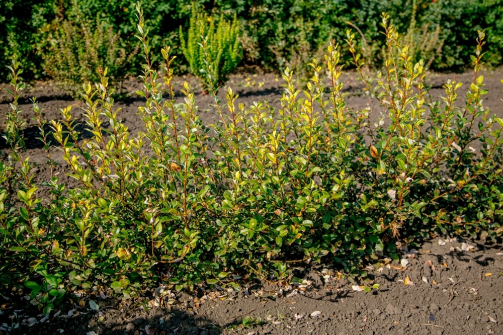 Ива Бреккэвиер (Salix 'Brekkevier')