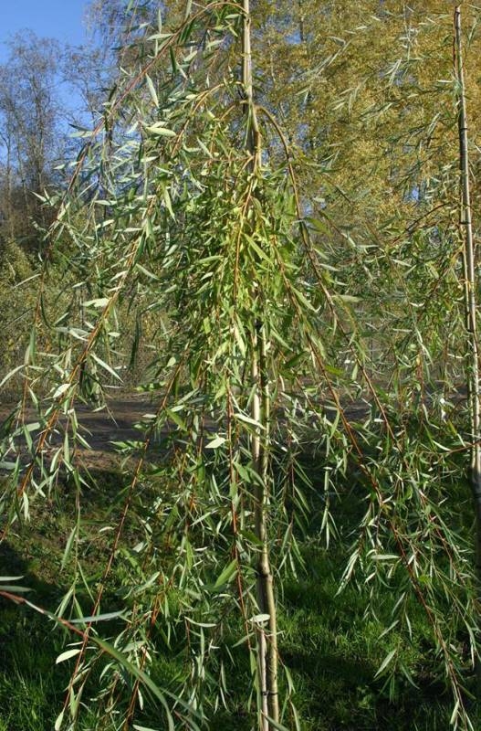 Ива Идеал (Salix 'Ideal')