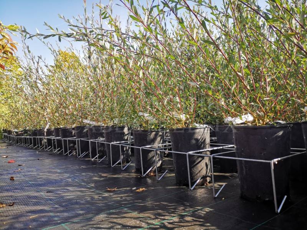 Ива Маяк-2 (Salix 'Mayak-2') (Фейерверк)