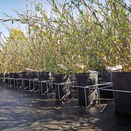 Ива Маяк-2 (Salix 'Mayak-2') (Фейерверк)