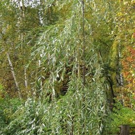 Ива Памяти Миндовского (Salix 'Pamjati Mindovskogo')