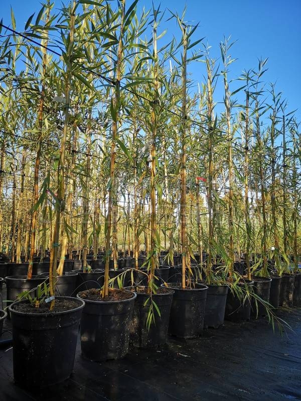 Ива Памяти Шабурова (Salix 'Pamjati Shaburova')