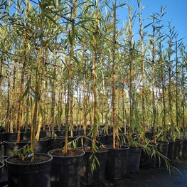 Ива Памяти Шабурова (Salix 'Pamjati Shaburova')