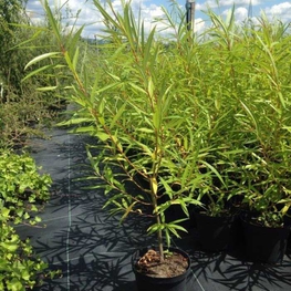 Ива Театральная (Salix 'Teatralnaja')