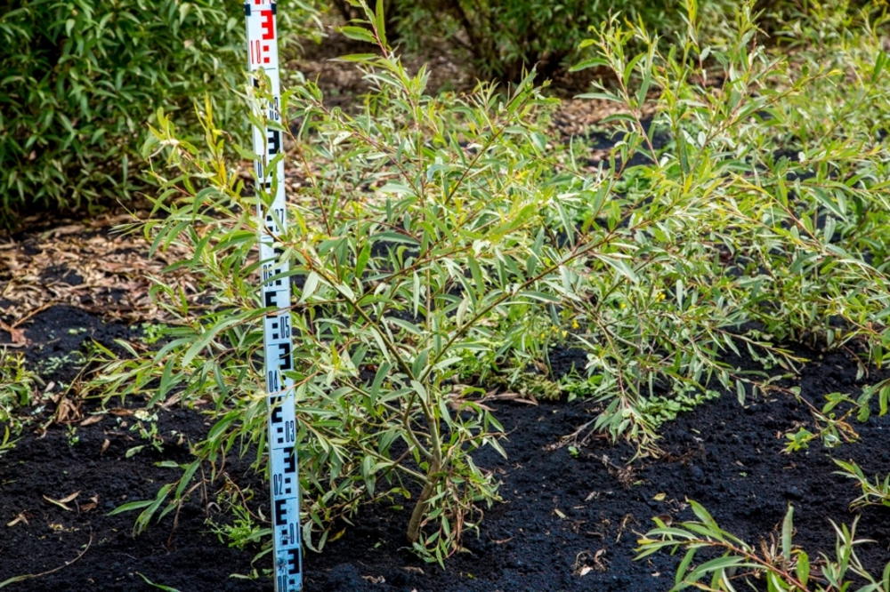 Ива Фантазия (Salix 'Fantazija')