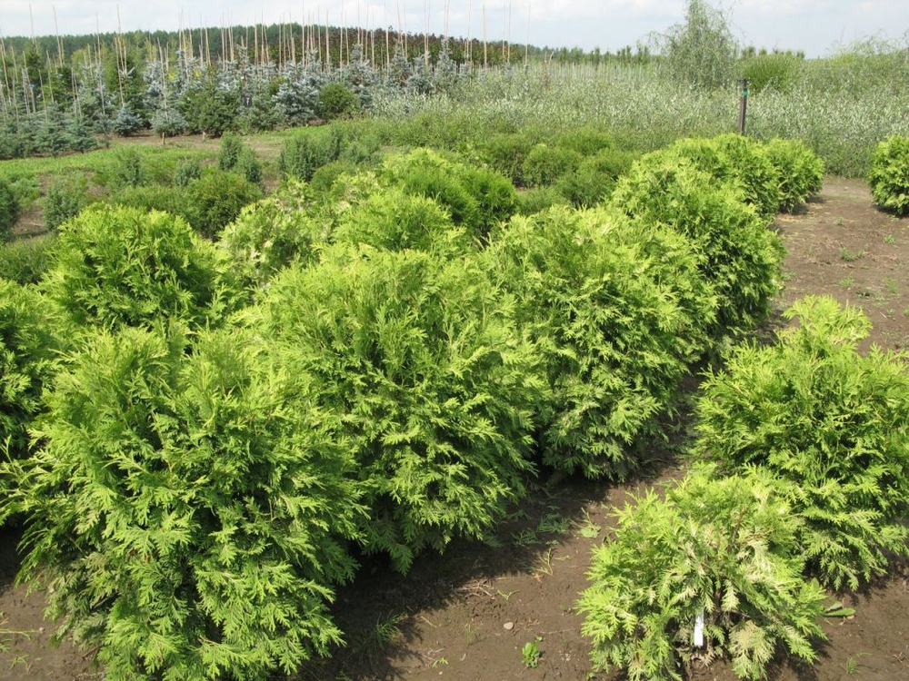 Туя западная Вареана Лютесценс (Thuja occidentalis 'Wareana Lutescens')
