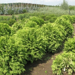 Туя западная Вареана Лютесценс (Thuja occidentalis 'Wareana Lutescens')
