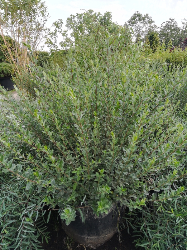 Ива ползучая Грин Карпет (Salix repens 'Green Carpet')