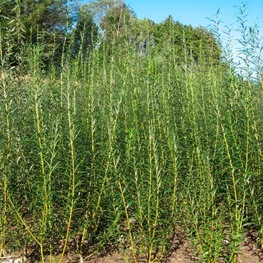 Ива прутовидная (Salix viminalis)