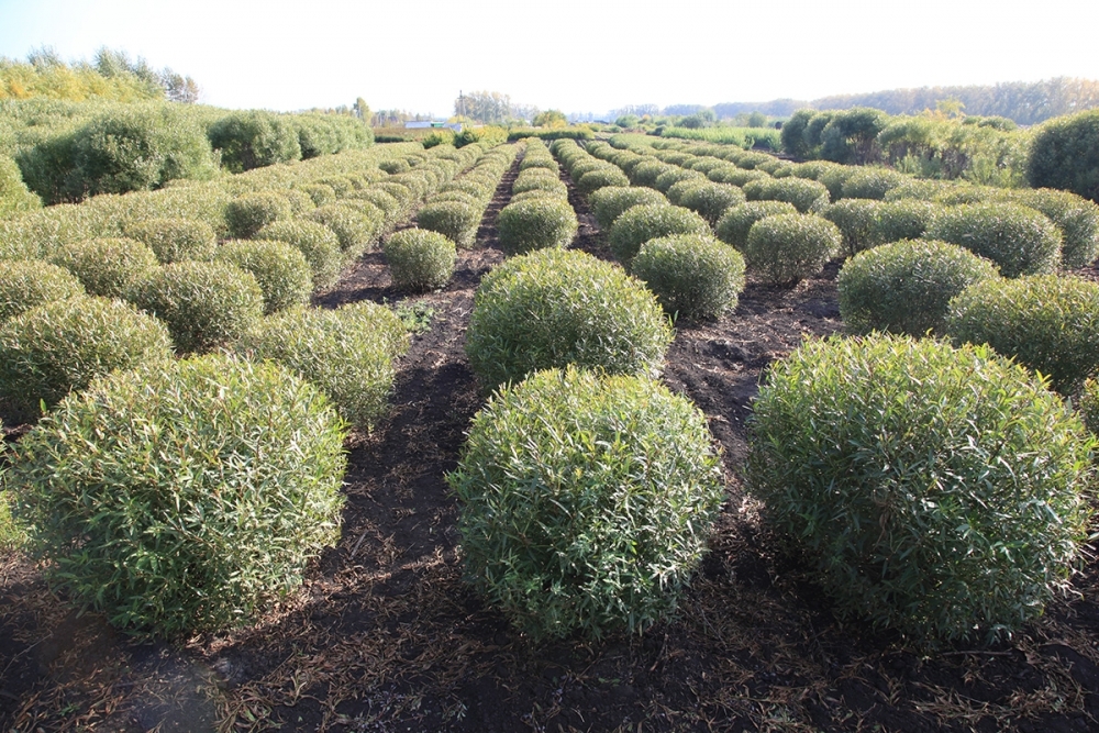 Ива ломкая шаровидная Глобоза (Salix fragilis 'Globosa')