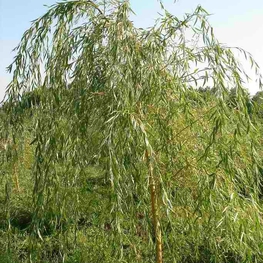 Ива росистая (Salix rorida)