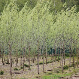 Ива белая "Salix alba"