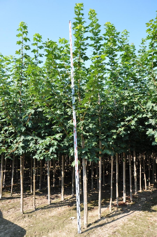 Клен остролистный (Acer platanoides)