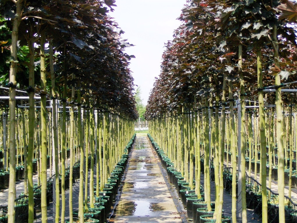 Клен остролистный Кримсон Кинг (Acer platanoides 'Crimson King')