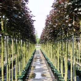 Клен остролистный Кримсон Кинг (Acer platanoides 'Crimson King')