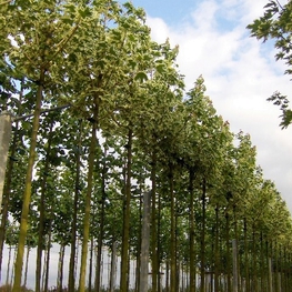 Клен остролистный Друммонди (Acer platanoides 'Drummondii')