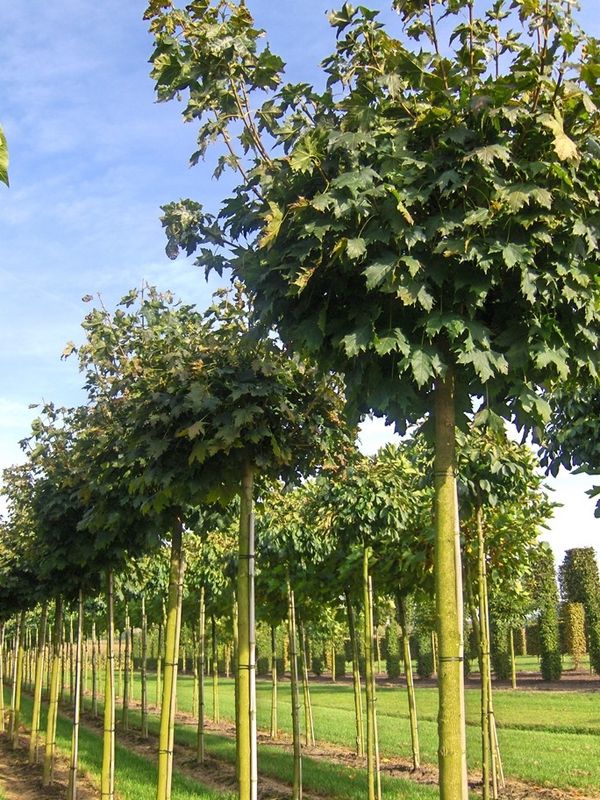 Клен остролистный Глобозум (Acer platanoides 'Globosum')