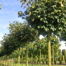 Клен остролистный Глобозум (Acer platanoides 'Globosum')