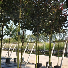 Клен остролистный Роял Ред (Acer platanoides 'Royal Red')