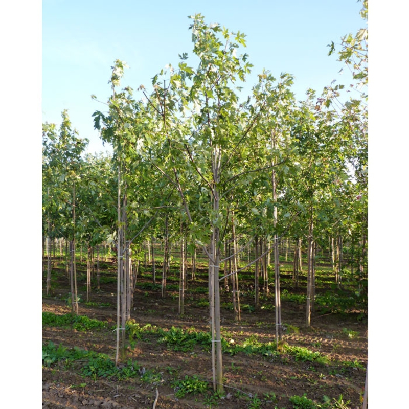 Клен сахаристый (Acer saccharinum)