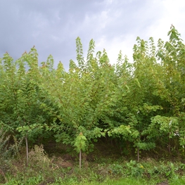 Клен сахаристый (Acer saccharinum)