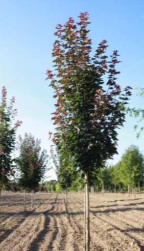 Клен остролистный Фэйрвью (Acer platanoides 'Fairview')