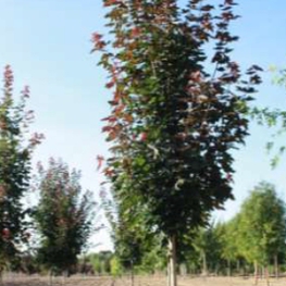 Клен остролистный Фэйрвью (Acer platanoides 'Fairview')