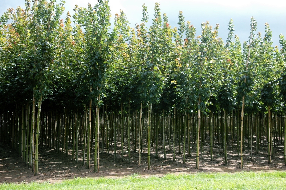 Клен остролистный Эмеральд Куин (Acer platanoides 'Emerald Queen')