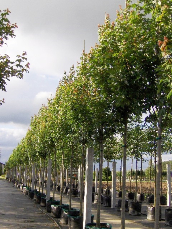 Клен красный Рубра (Acer rubrum 'Rubrum')